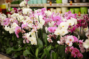 Assortment of beautiful orchid flowers at floral shop