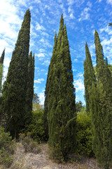 Landscape in the Park of the Livadia Palace