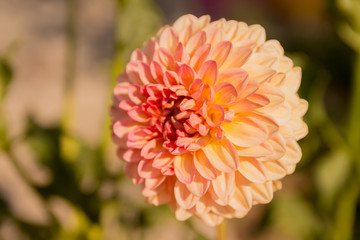 single flower in the garden, dahlia, pink and orange, peach color.