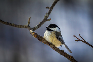 Black-capped Chickadee During The Winter