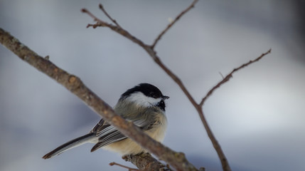 Black-capped Chickadee During The Winter