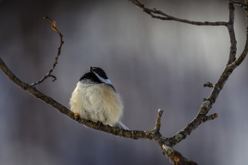 Black-capped Chickadee During The Winter