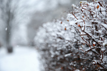 Bush branches covered with snow on storm day. Space for text