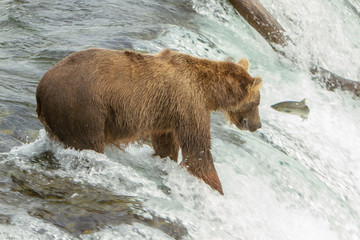 Closeup photo of a an Alaskan grizzly bear fishing for salmon on top of a waterfall at Brooks...