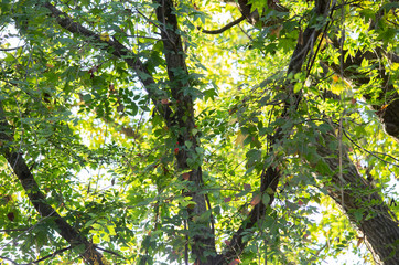 Green Leaves