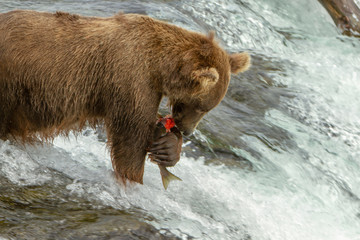 Single grizzly bear eating salmon on top of a waterfall in Alaska, USA
