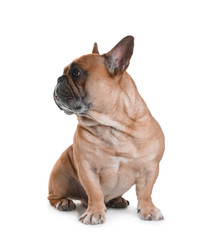 Obraz premium Cute French bulldog on white background. Funny pet