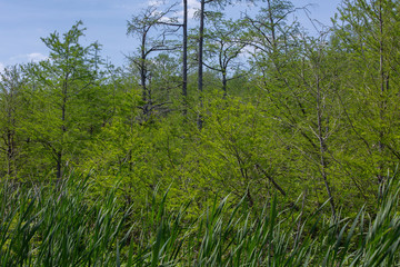 Skyline in the Forest