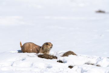 prairie dog in the snow
