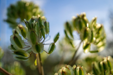 Wildflowers of Portugal