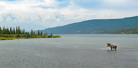 Moose standing in a lake in Denali National Park, Alaska, USA. Snow-capped mountains in background, moose is on right of frame, ample copy space.