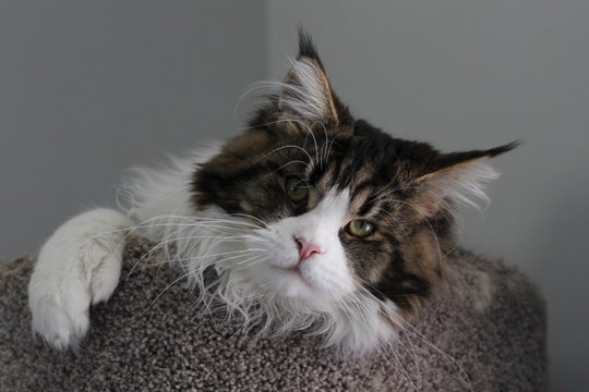Maine Coon Kitten