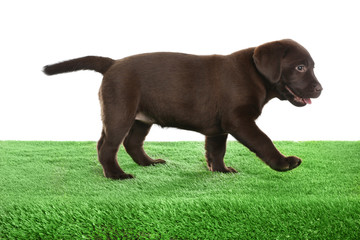 Chocolate Labrador Retriever puppy on green grass against white background