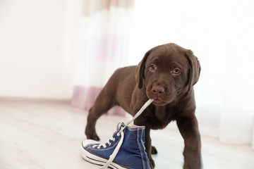 Chocolate Labrador Retriever puppy playing with sneaker indoors