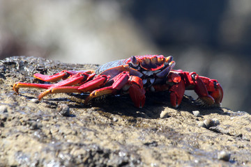 rote_Klippenkrabbe