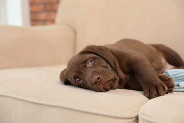 Chocolate Labrador Retriever puppy with blanket on sofa indoors