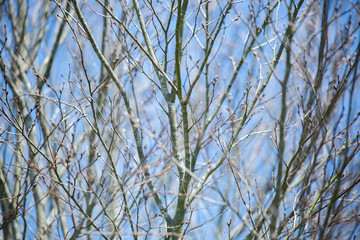 Fototapeta premium Bare Limbs