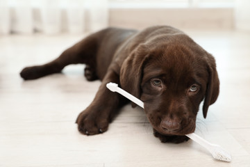 Chocolate Labrador Retriever puppy with tooth brush on floor indoors