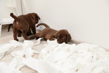 Cute chocolate Labrador Retriever puppies and torn paper on floor indoors