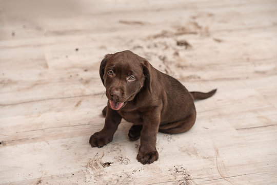 Chocolate Labrador Retriever puppy and dirt on floor indoors