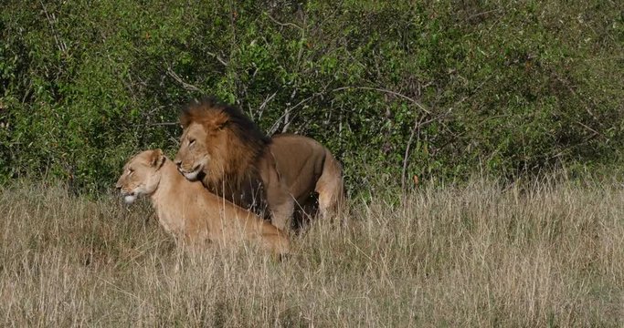 African Lion, panthera leo, Pair mating, Nairobi Park in Kenya, Real Time 4K