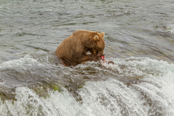 Single grizzly bear eating salmon on top of a waterfall in Alaska, USA