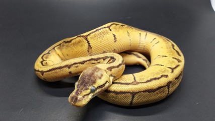 Obraz premium python snake
