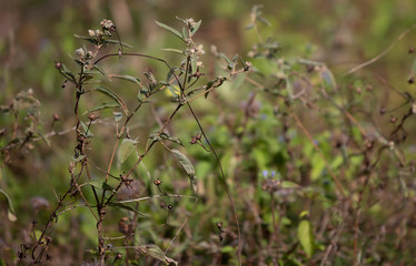 Autumn Weeds