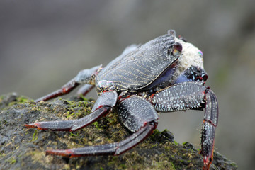 rote_Klippenkrabbe