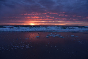 Fototapeta na wymiar Bird on Beach during purple sunrise