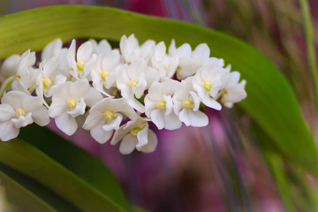 Beautiful White Rhynchostylis Gigantea Orchid. White Orchid (Rhynchostylis gigantea flower) in nature background