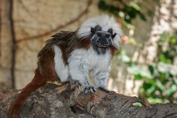 callithrix jacchus monkey isolated