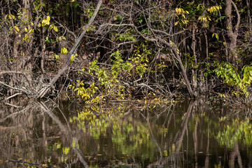 Autumn Reflections