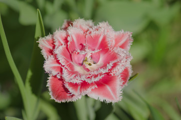 Pink terry tulip on the flowerbed. Beautiful terry fringed tulip