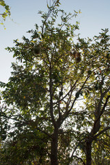 Obraz premium arbol de guanabana