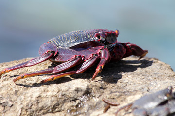 rote_Klippenkrabbe