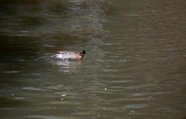 Silver Teal Duck Grooming