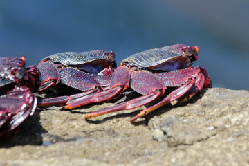 rote_Klippenkrabbe