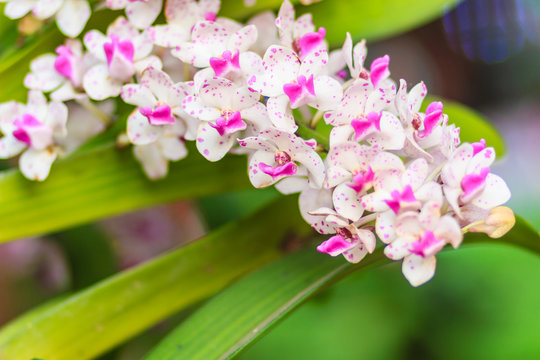 รูปภาพLindl – เลือกดูภาพถ่ายสต็อก เวกเตอร์ และวิดีโอ682 | Adobe Stock