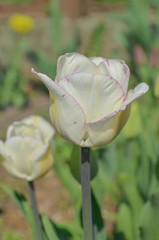 Gentle White prince tulip bloom.