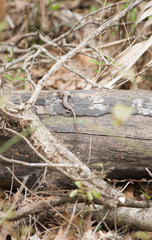 Skink on Log