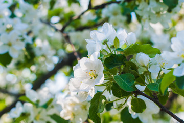 Apple tree blooms in spring