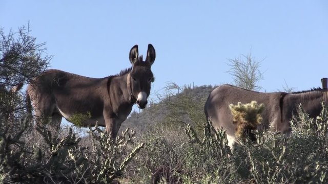 Wild Burros in the Arizona Desert in Spring