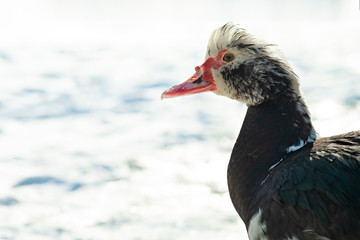 musk duck closeup