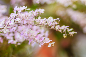Beautiful Ionopsis orchid, Purple Orchid, or Ionopsis paniculata (Ionopsis utricularioides [Sw.]). Selective focus