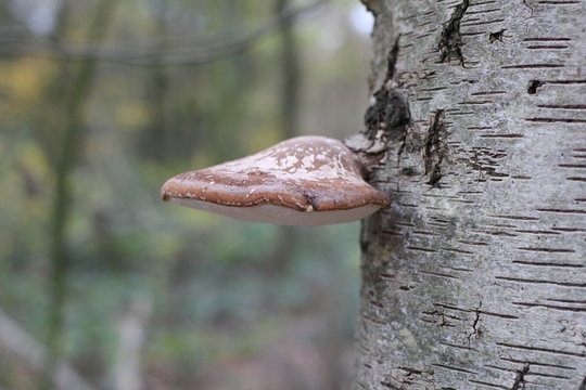 a brown birch polypore at a birch tree macro with a soft background