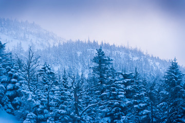 Snow covered trees on Mt. Mansfield, Stowe, Vermont, USA