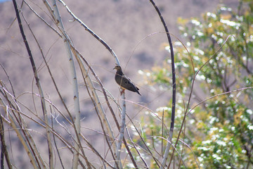 bird on leaves of a tree