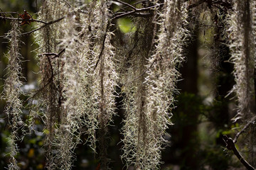 Spanish Moss