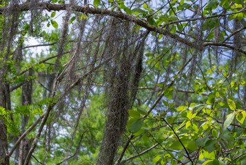 Spanish Moss